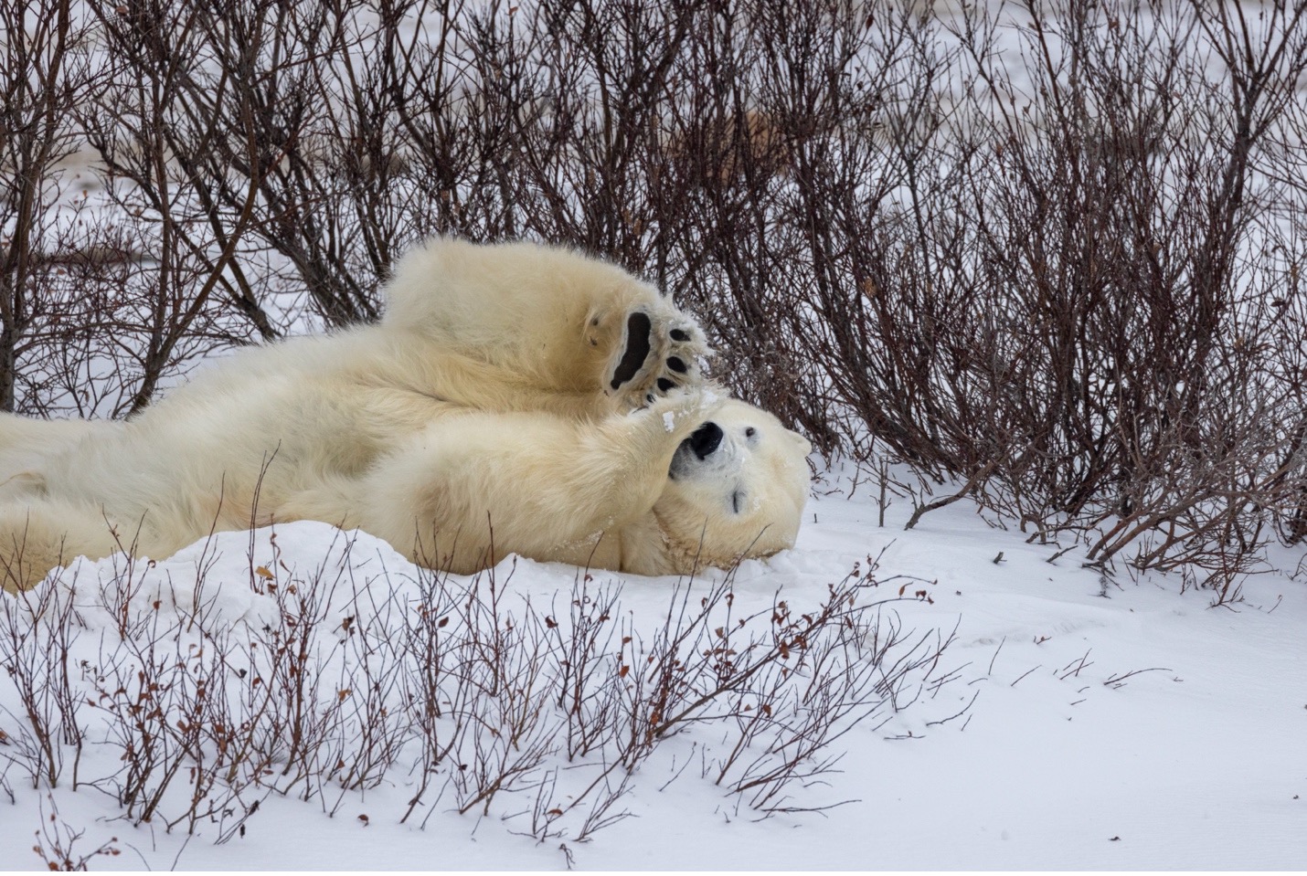 a polar bear rolls around in the snow