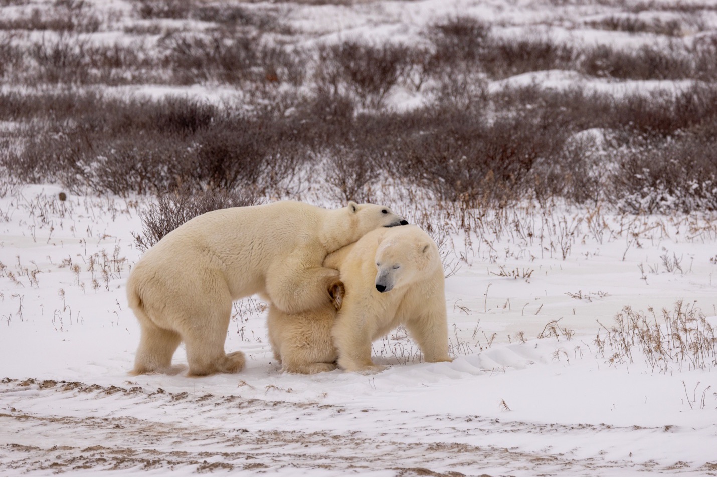 polar bears begin to wrestle