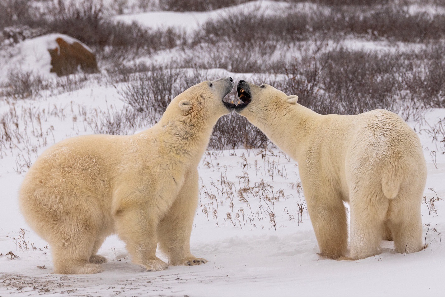 two polar bears snarl at one another as they prepare to play fight