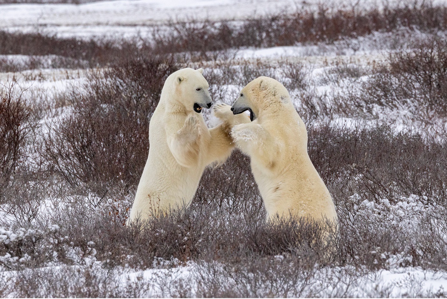 two polar bears play fighting