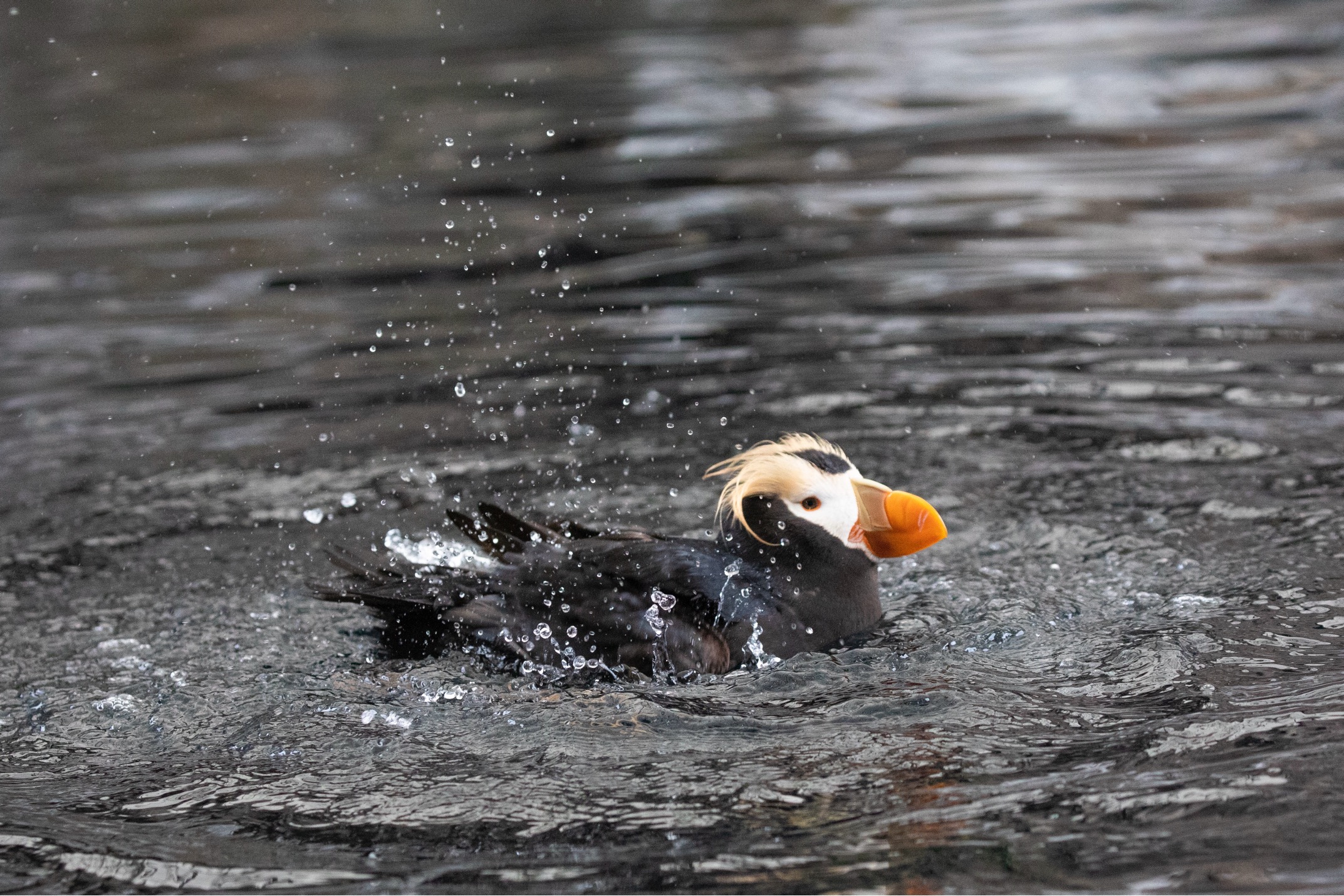 a horned puffin splashes in water