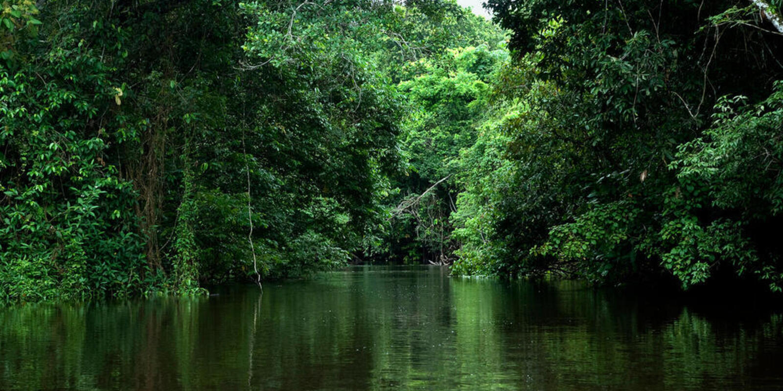 a dark amazon rainforest