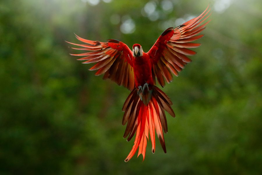 a colorful macaw flies in the amazon
