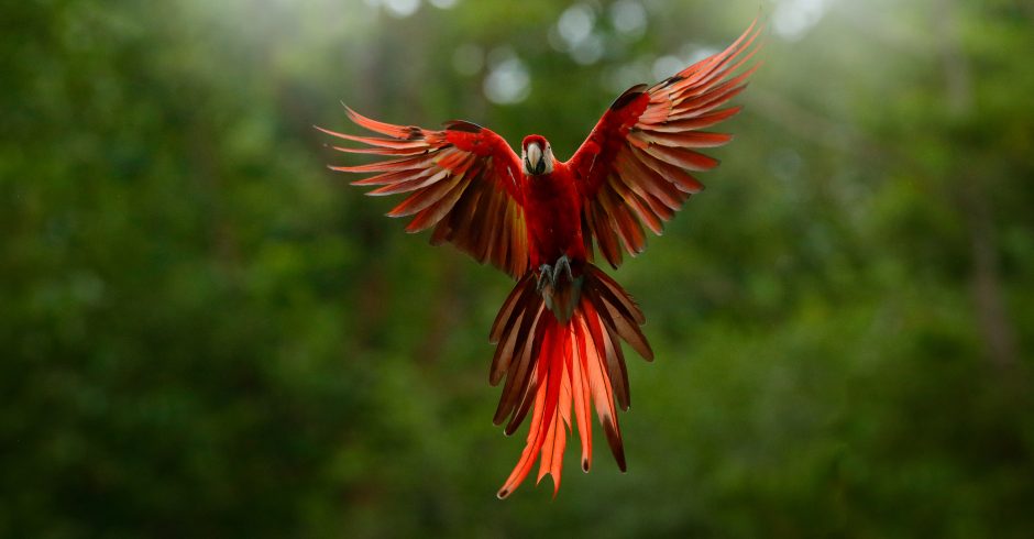 a colorful macaw flies in the amazon