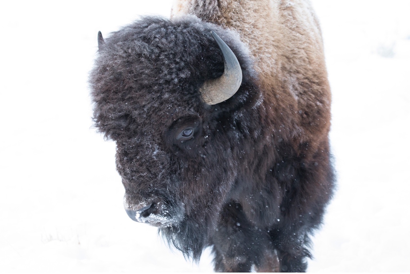 a bison appears against a snowy backdrop in yellowstone national park