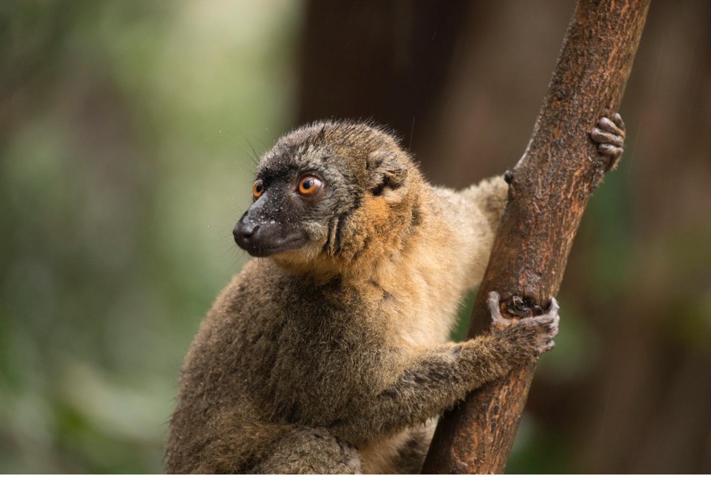 a brown lemur looks off while on a branch