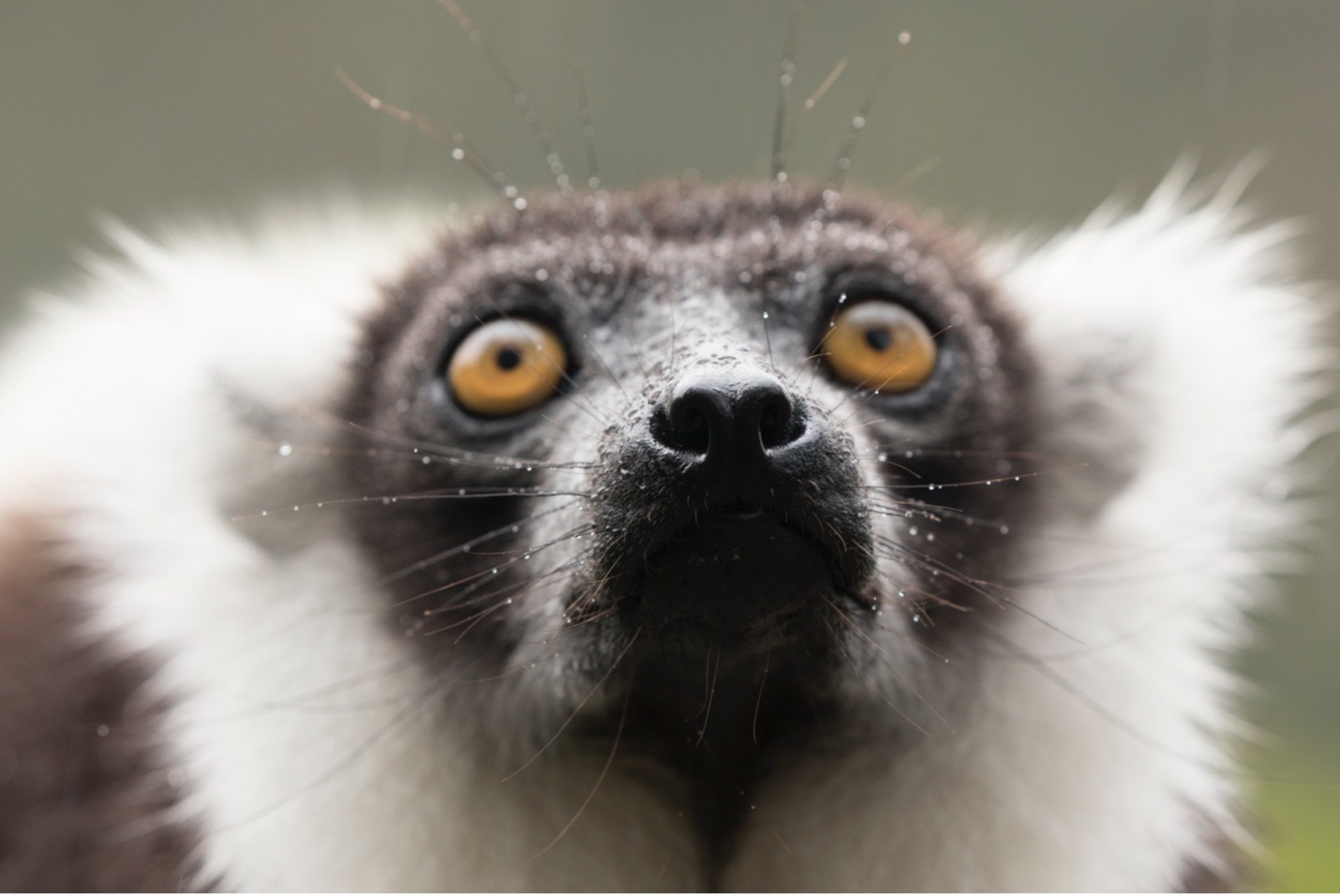 a lemur is only partially in focus