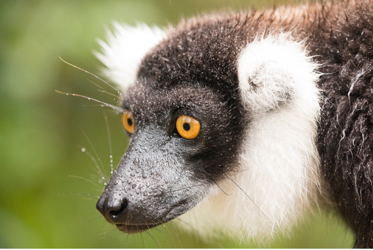 a lemur's face is entirely in focus