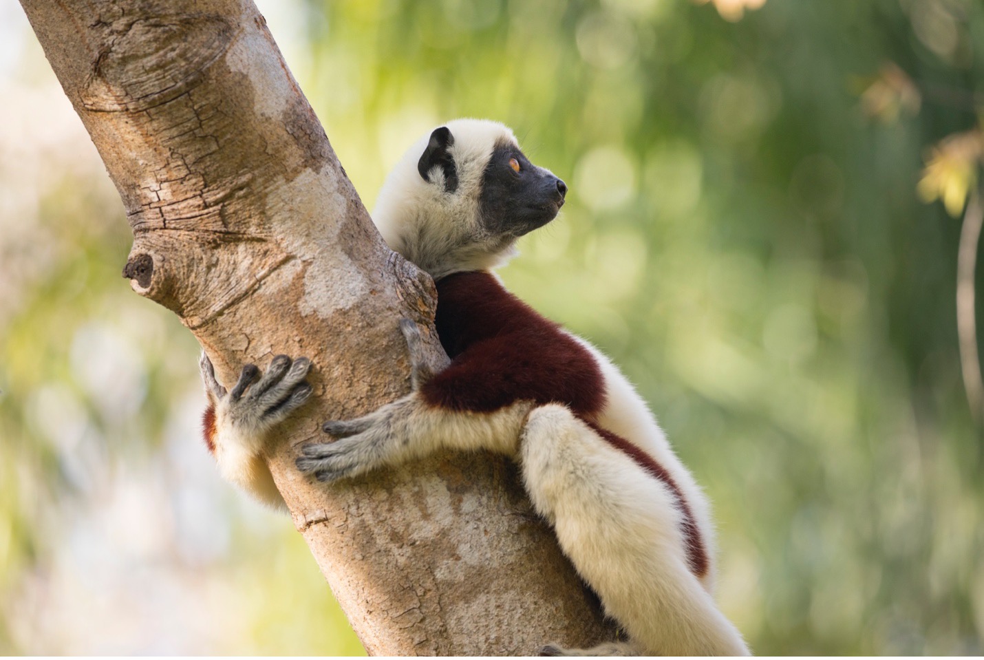 a sifaka lemur is entirely in focus with a gently blurred background