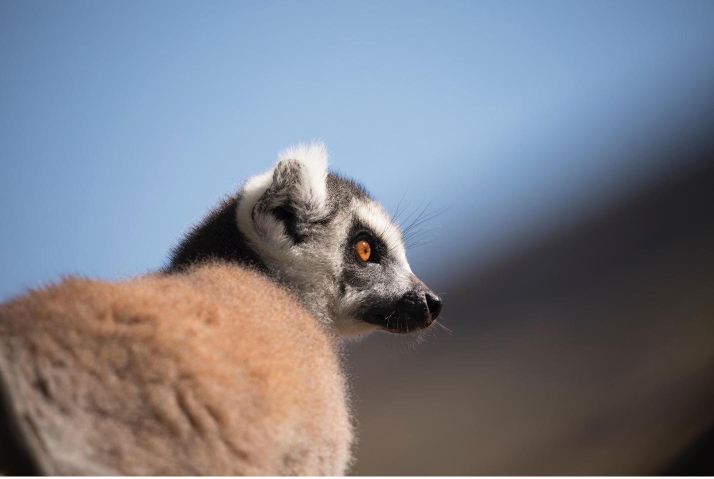 ring tailed lemur with a blue sky background