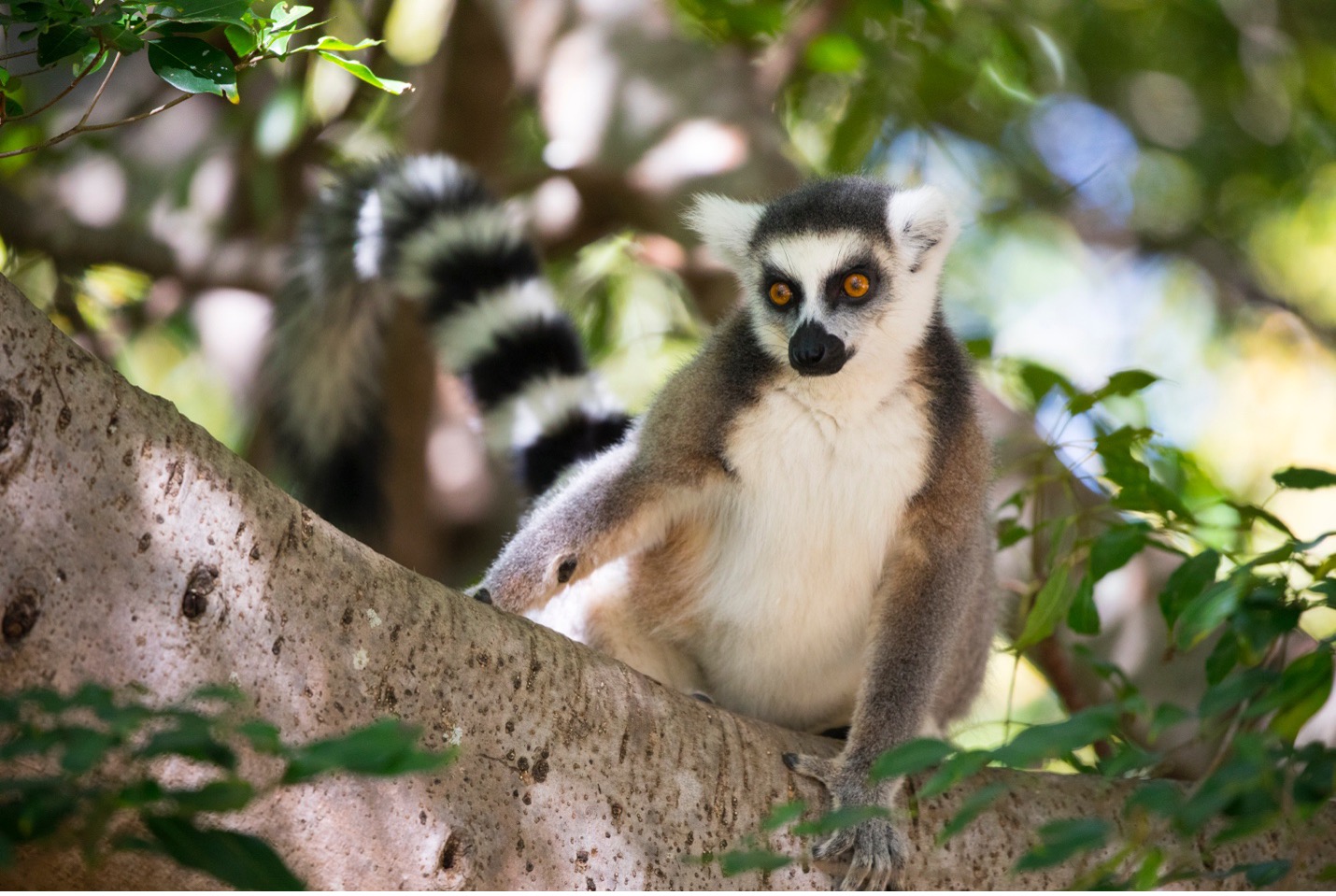 ring tailed lemur sits in a tree with a forested, brushy background