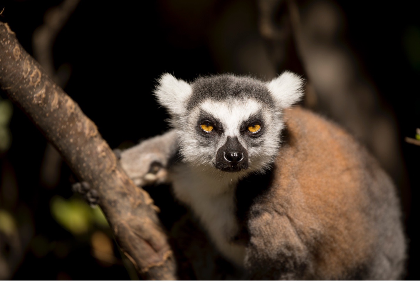 a head on photo of a ring tailed lemur as it looks at the camera with a dark background