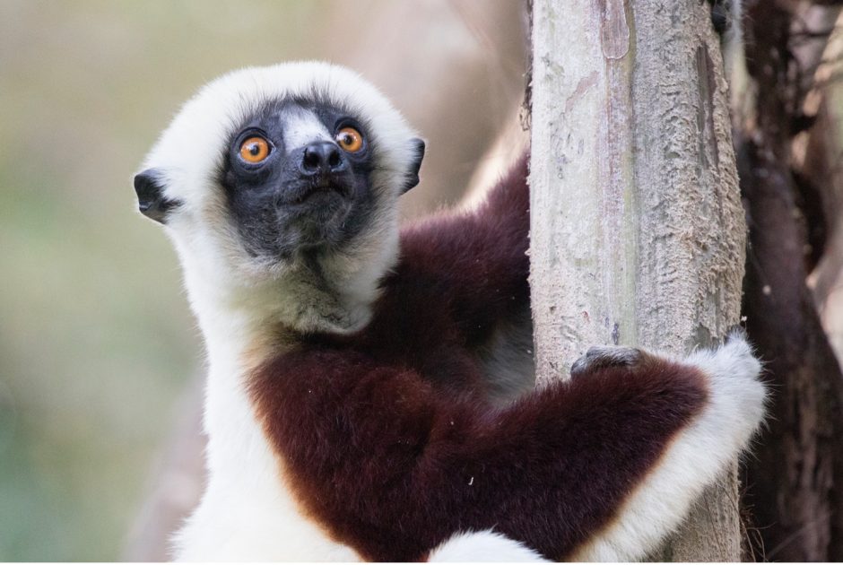 a sifaka perches in a tree with a uniform tope background