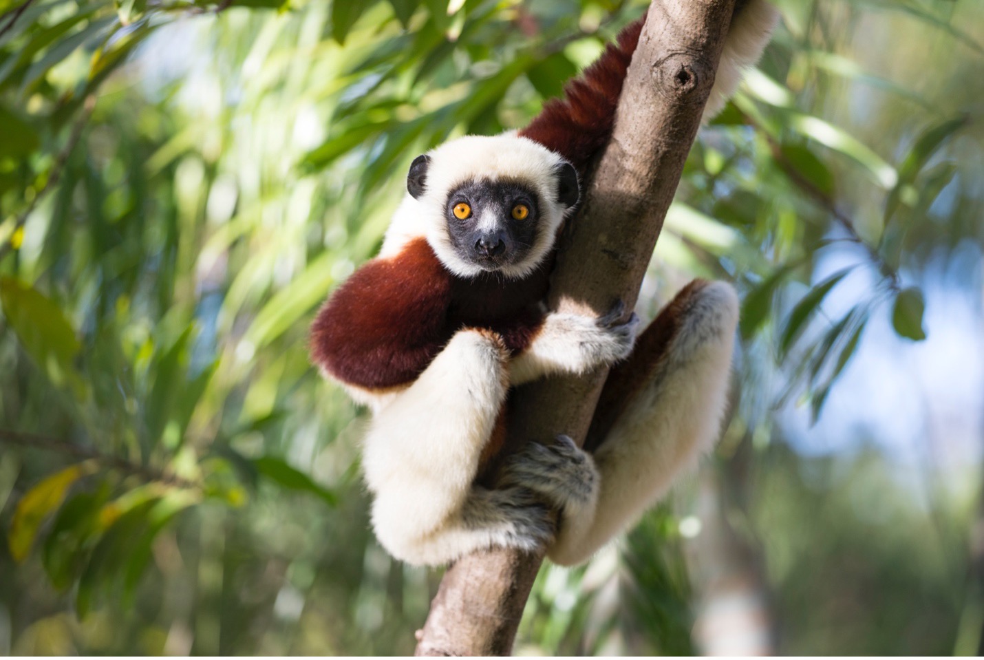 a sifaka lemur has a green brushy background in a tree