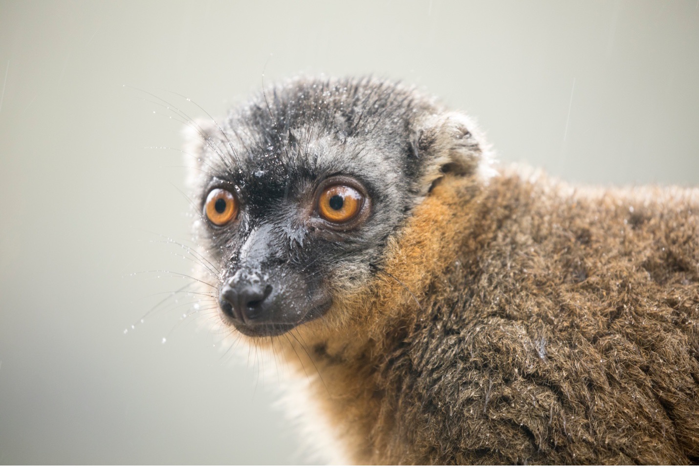 a brown lemur looks off in the distance with a nice blurry background