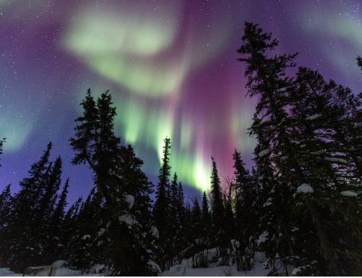 a colorful aurora dances above trees in the Canadian Arctic