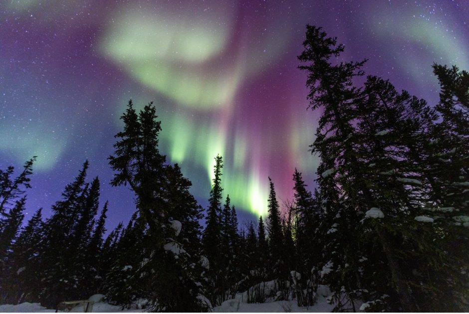 a colorful aurora dances above trees in the Canadian Arctic