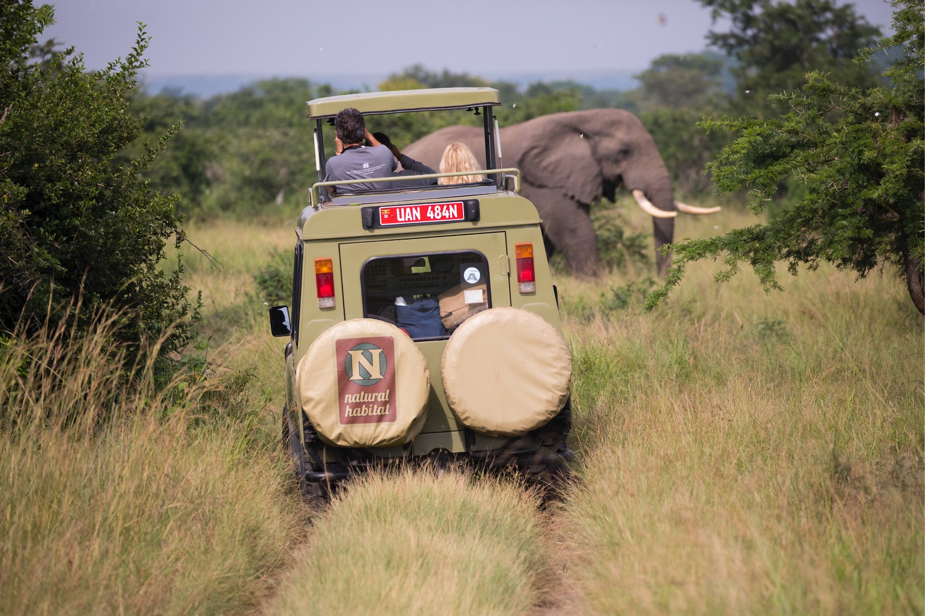 a safari truck views a large male elephant