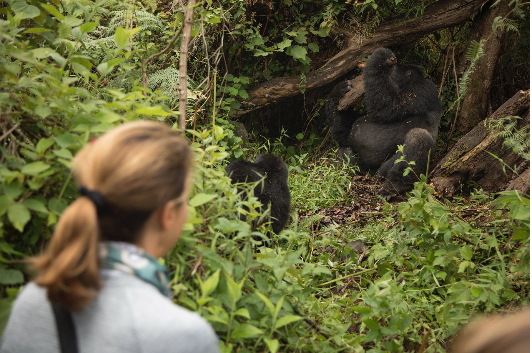 a woman sits with a couple of mountain gorillas