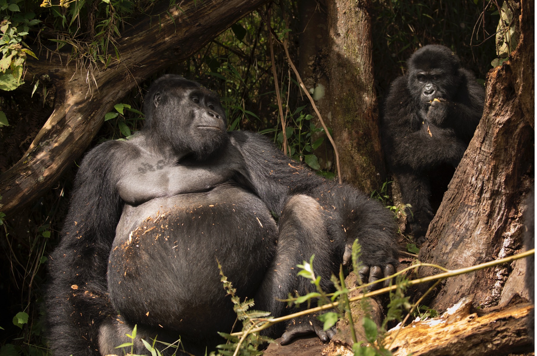 a big male gorilla sits with a younger gorilla in the trees