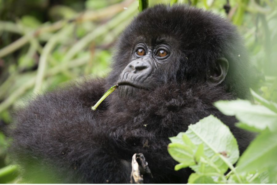 a baby gorilla chews on a plant