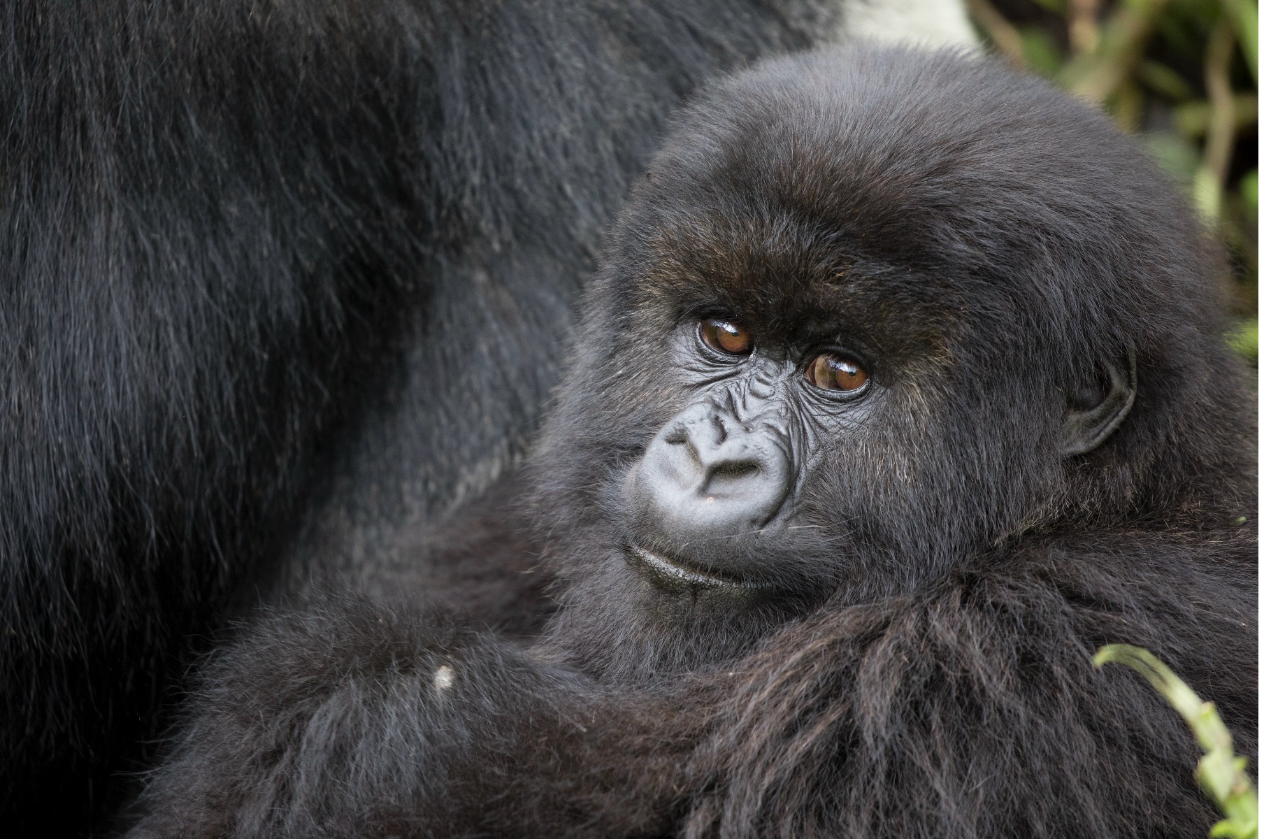 a close up of a young gorilla