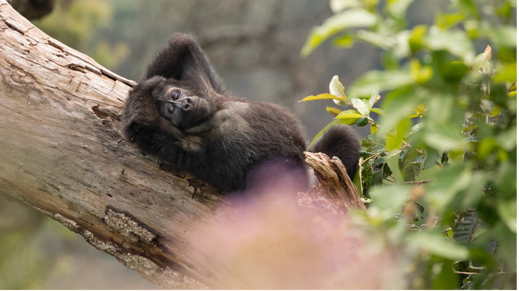 a young gorilla relaxes on a tree