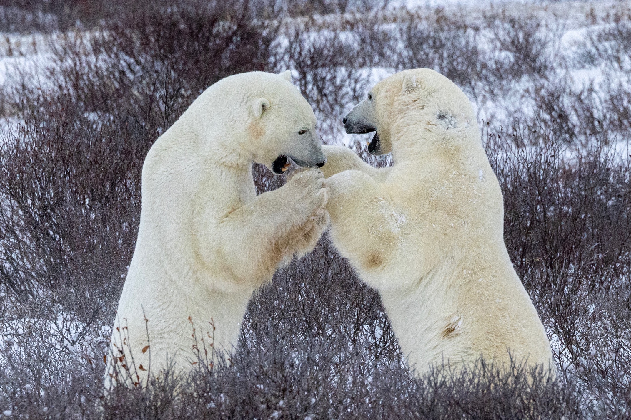 two polar bears sparring on the tundra