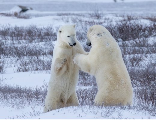 two polar bears sparring surrounded by snow