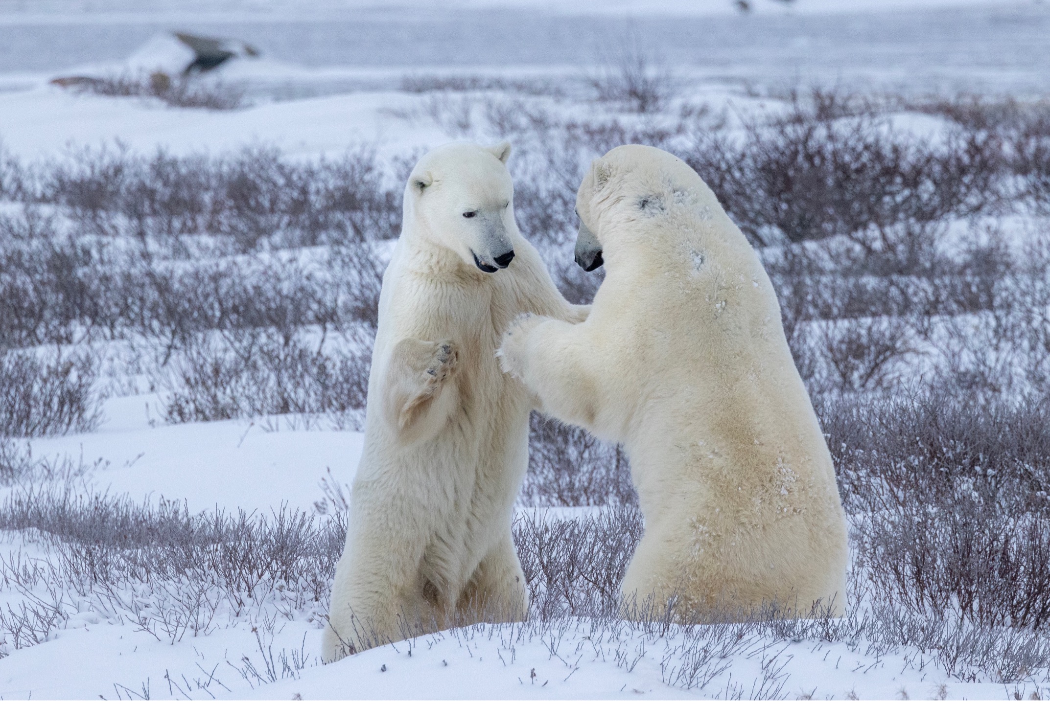 two polar bears sparring surrounded by snow
