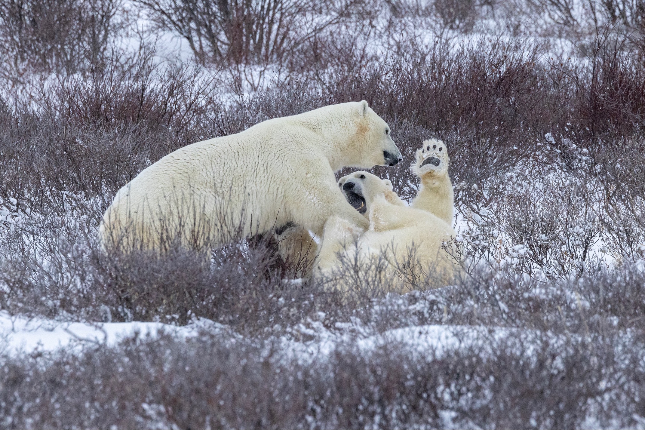 two polar bears sparring and rolling on the ground