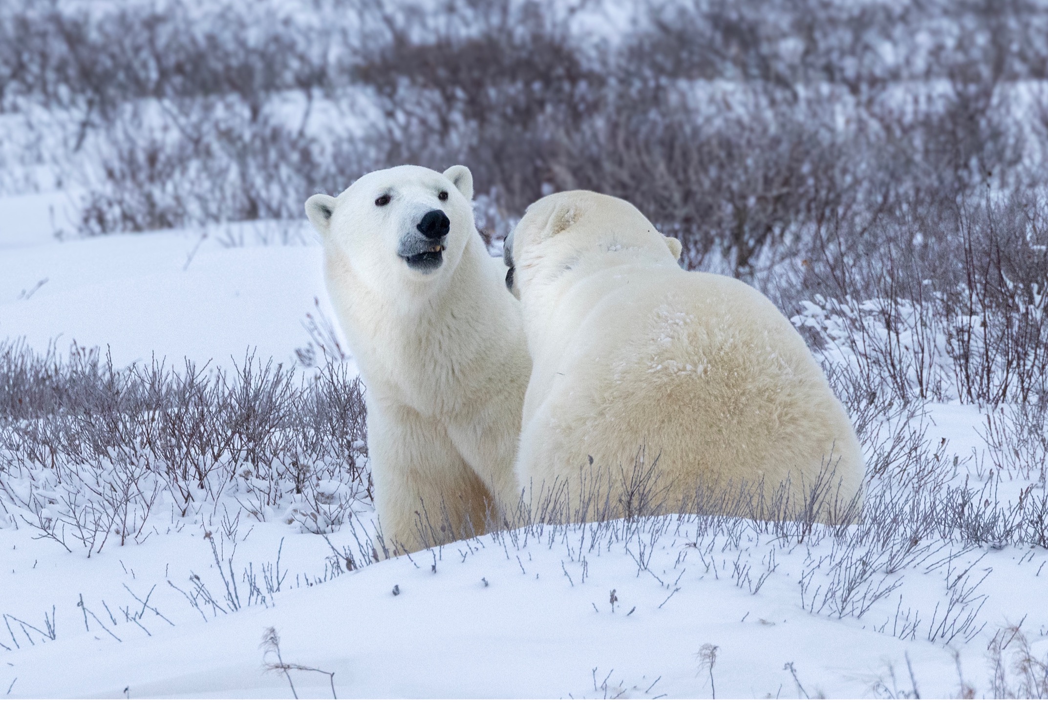 two polar bears sparring and circling one another