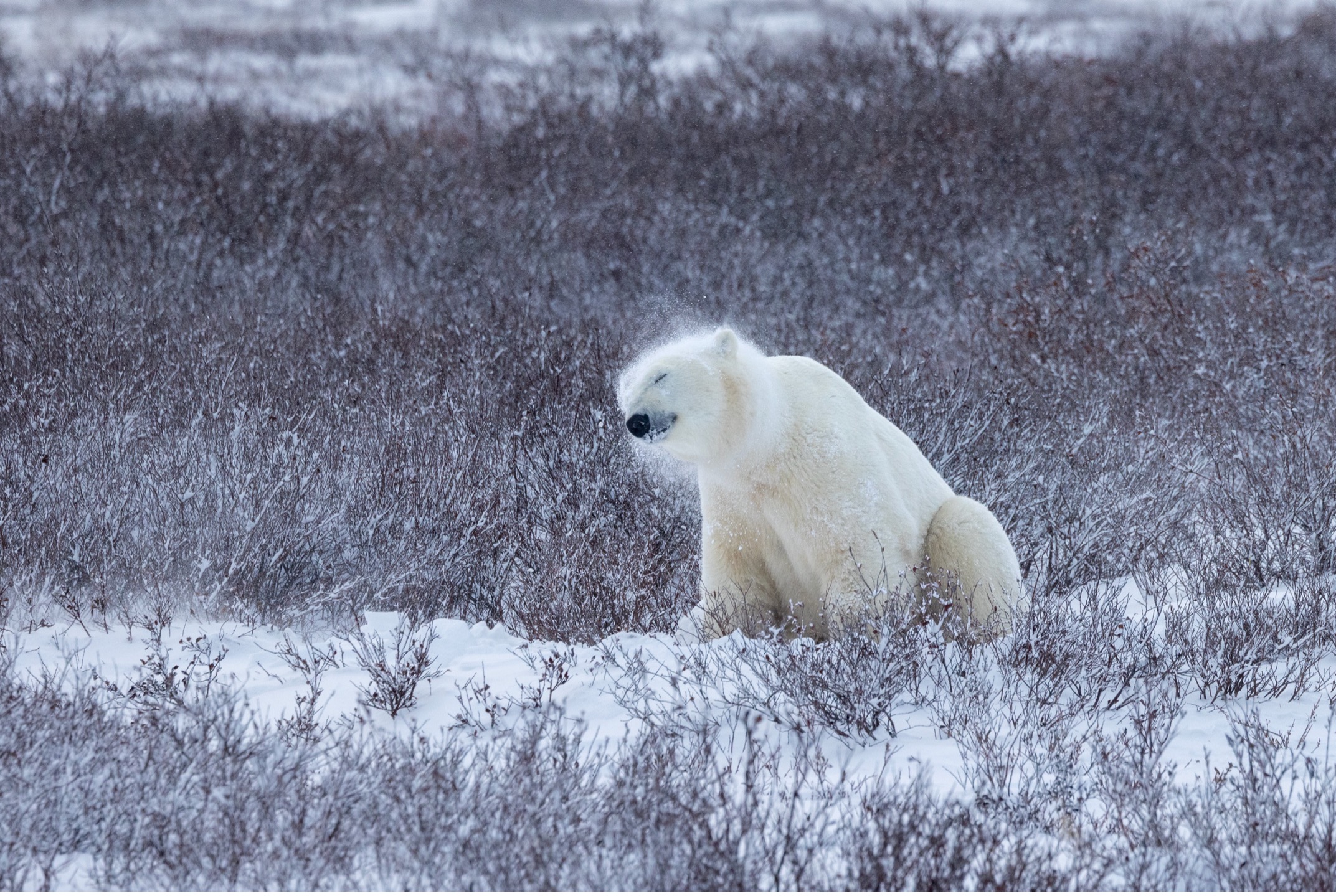 a lone polar bear shakes off snow