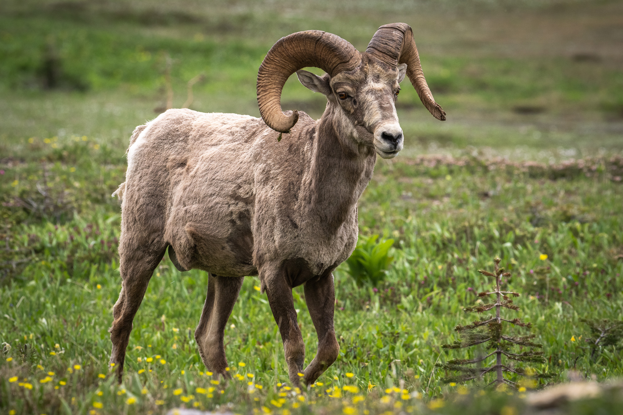 Bighorn Sheep, Glacier National Park. Photo by James Beissel