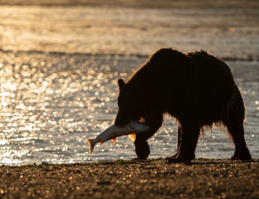 silhouetted alaskan brown bear fishing