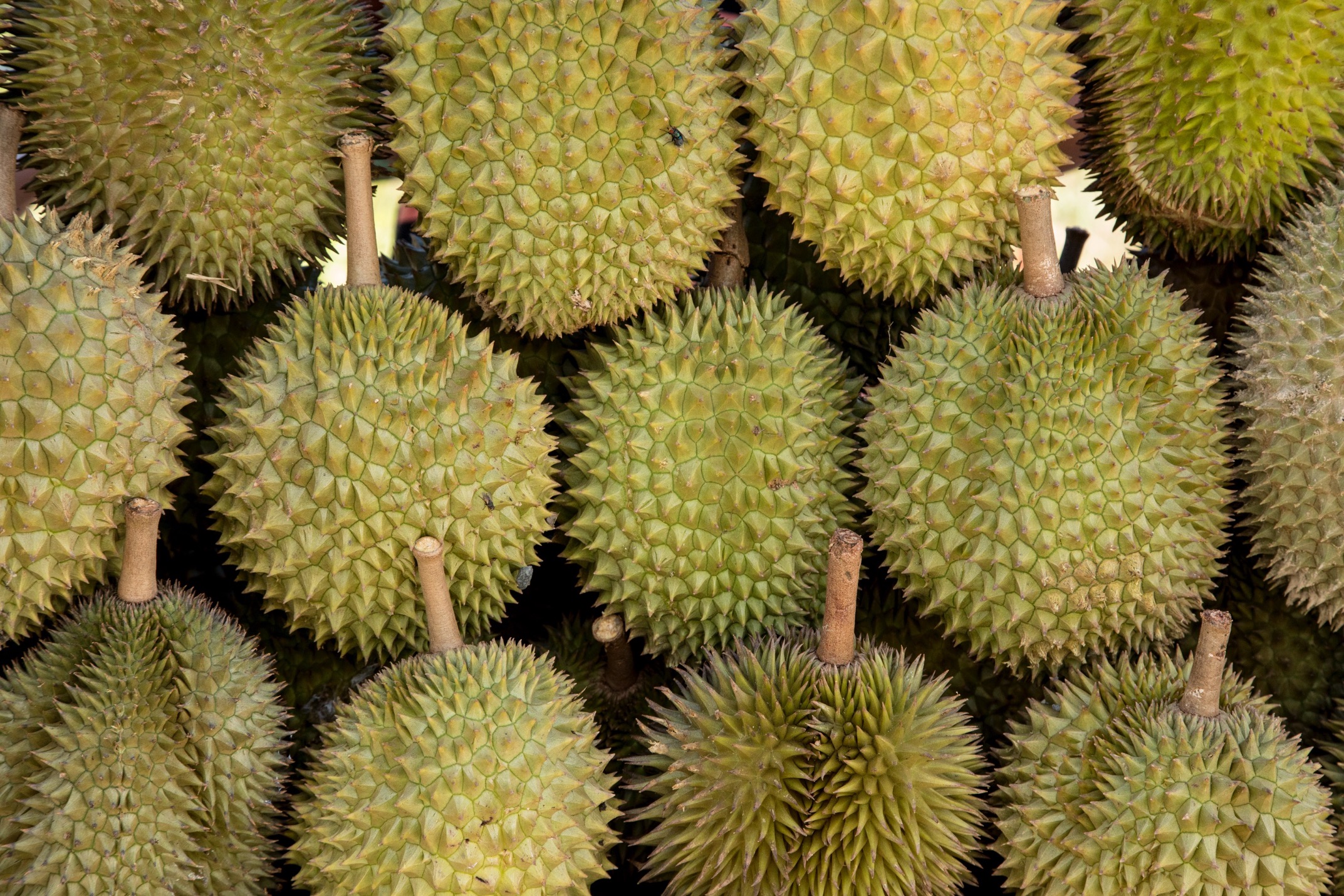 layers of durian fruit in a market in borneo