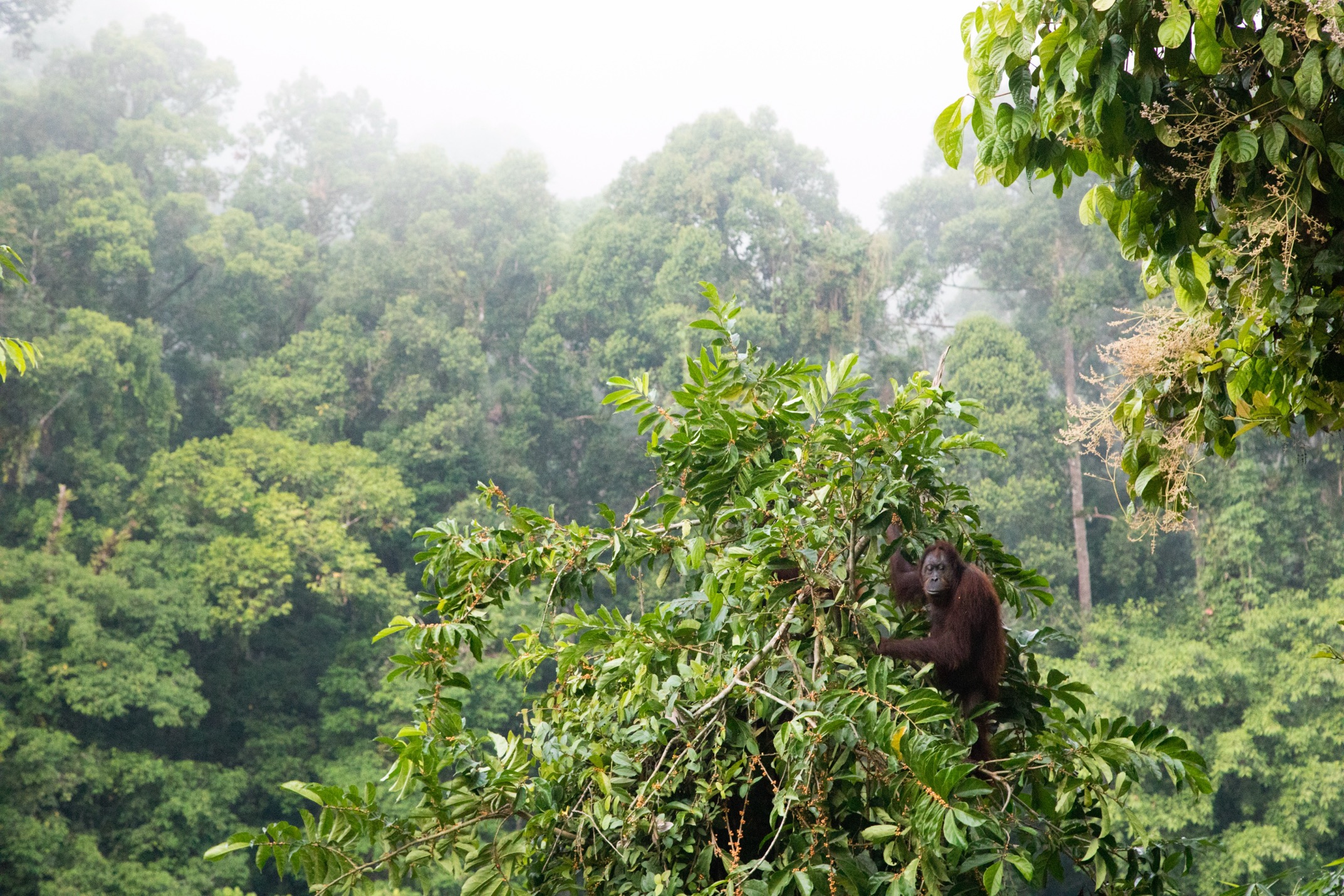 a solo orangutan is in the tree tops of borneo