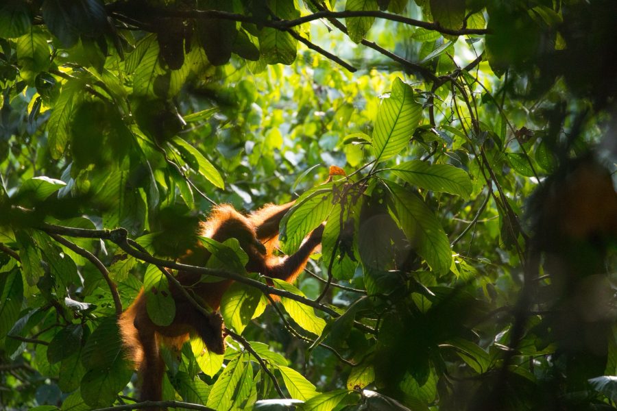 orangutan silhouette in the trees