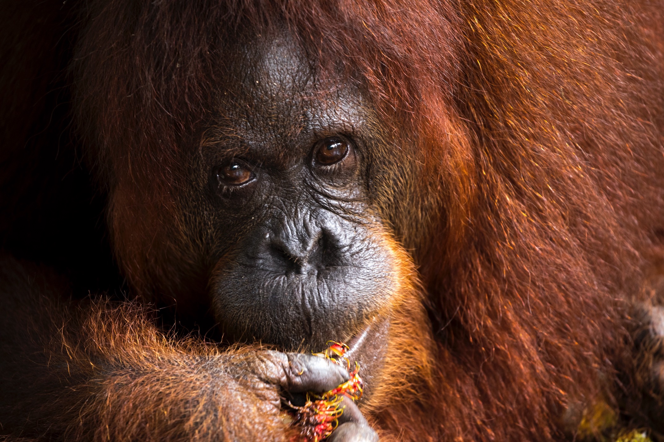 a female orangutan stares at the camera