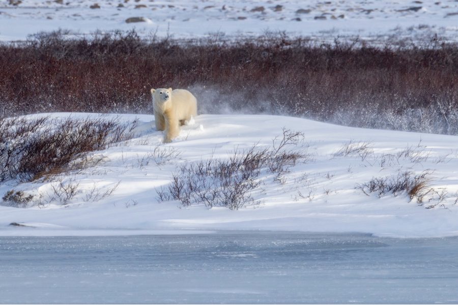 a lone polar bear walks on a ridge of snow