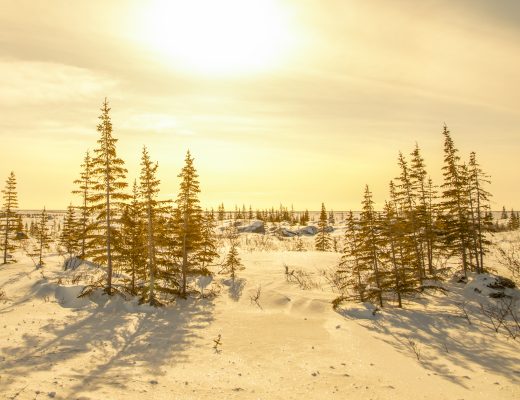 a golden arctic landscape