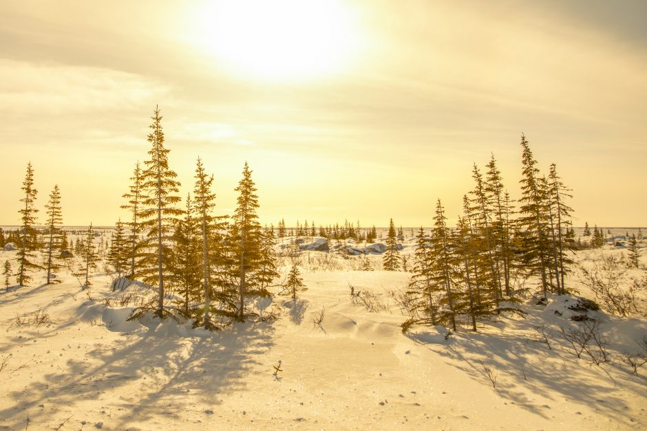 a golden arctic landscape