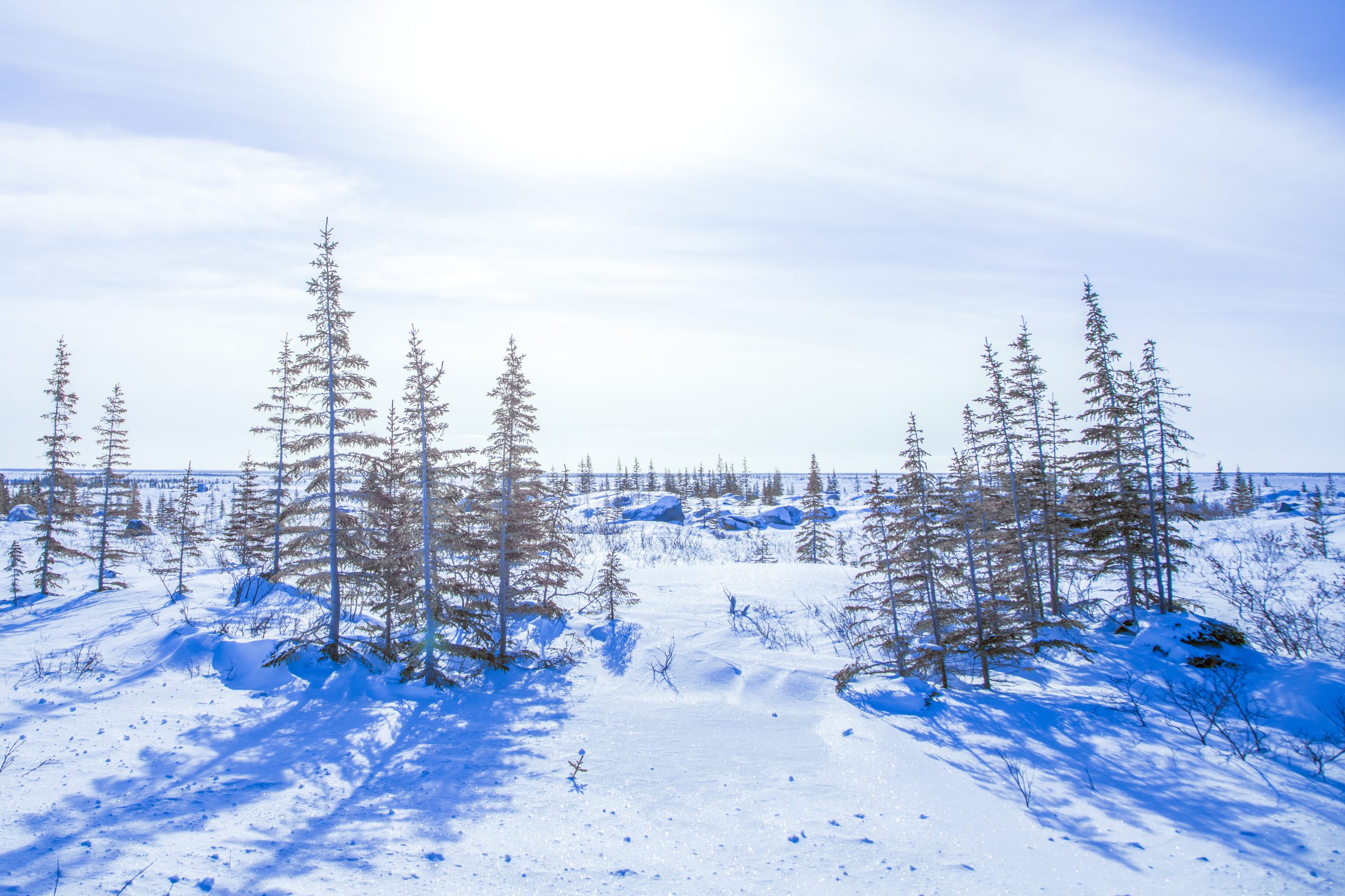 a cool blue arctic landscape