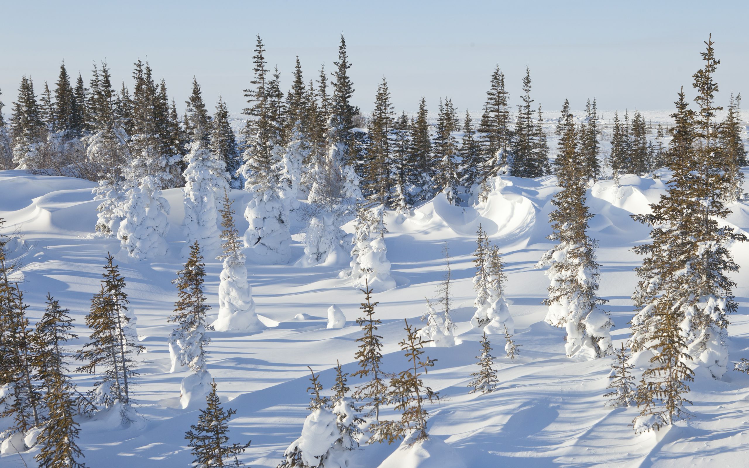 snow covered trees in the arctic