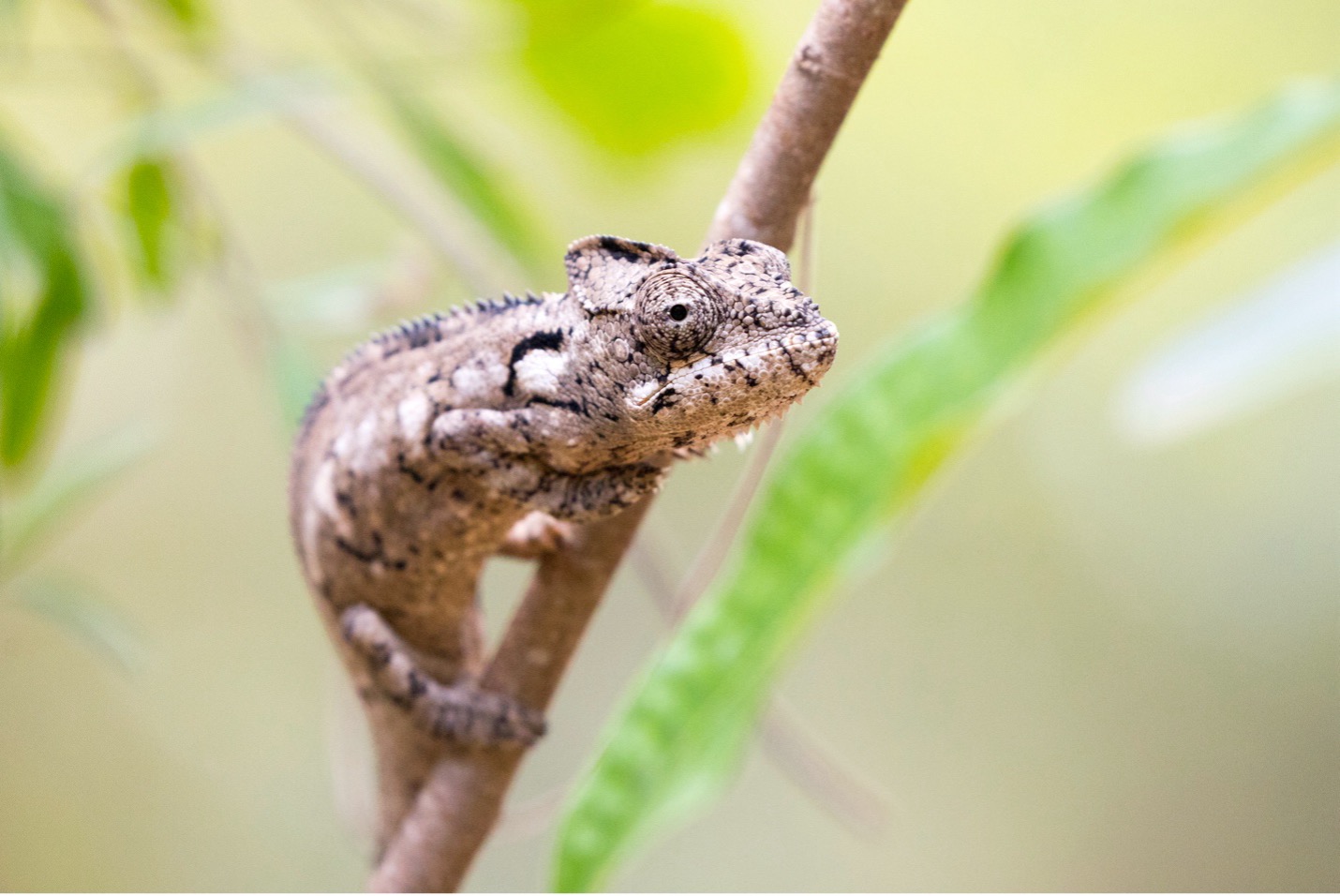 a chameleon looks onward in Madagascar