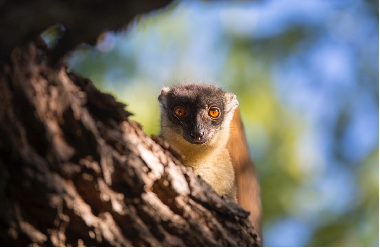 a brown lemur peers at us in Madagascar