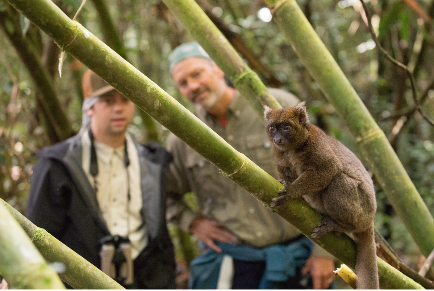 a bamboo lemur is close to visitors in Madagascar