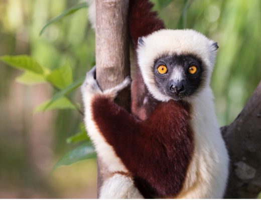 a sifaka in Madagascar looks at the camera