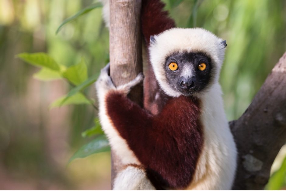 a sifaka in Madagascar looks at the camera