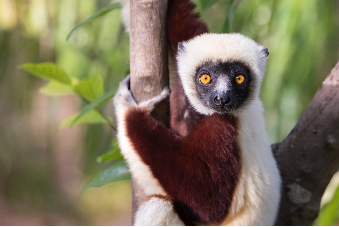 a sifaka in Madagascar looks at the camera